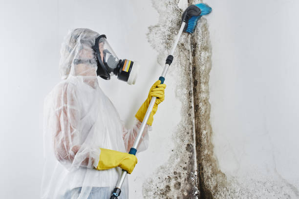 Biohazard Mold Removal in Glencoe, FL